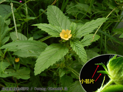 三葉葵紋盃 （侍G275 時代物 志野茶碗 作助 造 徳川 三つ葉葵紋