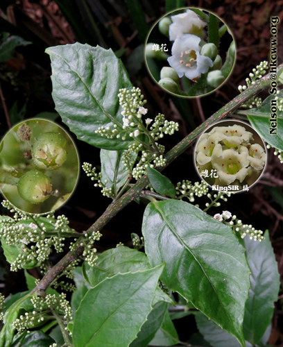 Sariq anusda sikildi Langerondagi plyajda jinsiy aloqa