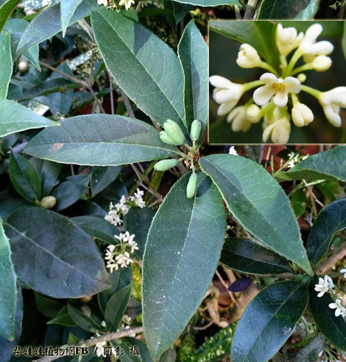 Tomchilayotgan mushukning porno video