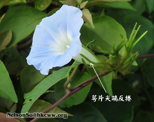 牽牛花Ipomoea nil 3粒セット 觀花牽牛花Ipomoea nil – Wah King Garden Arts Co., Ltd