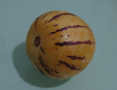 3873-香瓜茄(標室沒收錄)