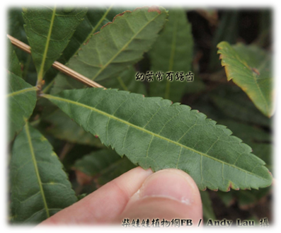 A close up of a leaf

Description automatically generated with medium confidence