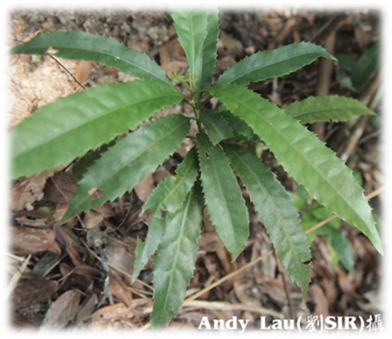 A close-up of a plant

Description automatically generated with medium confidence