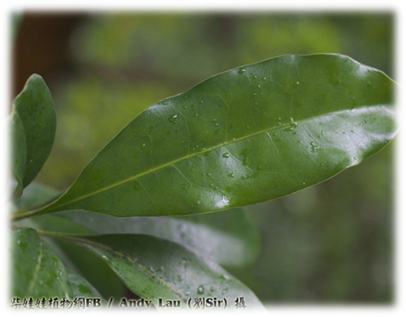 A close up of a leaf

Description automatically generated with medium confidence