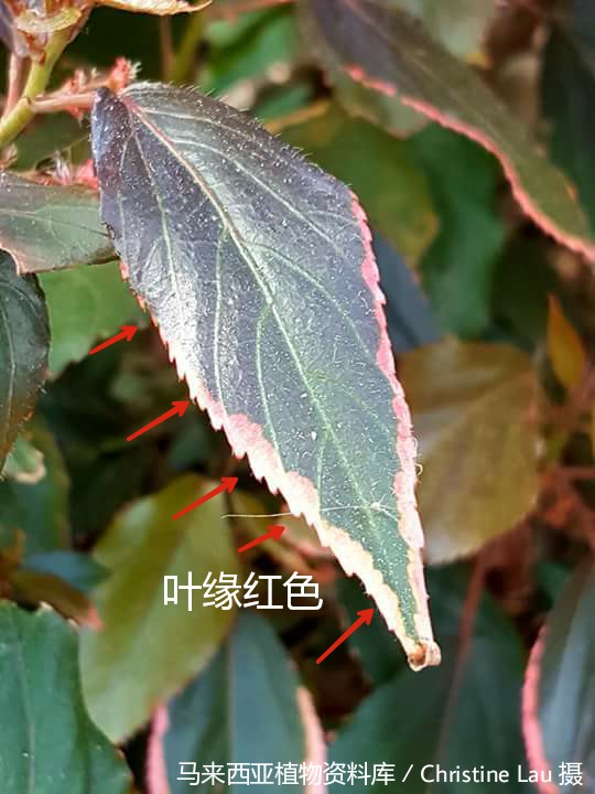 10185-金边红桑