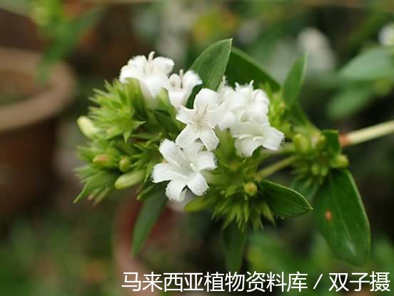 ビカクシダ P.GOKU（悟空） 輸入株 ビカクシダ P.GOKU（悟空） 輸入株