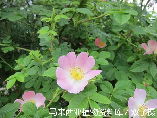 10383-狗蔷薇