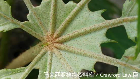 10385-刺通草