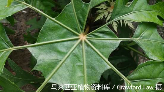 10385-刺通草