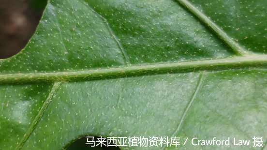 10385-刺通草