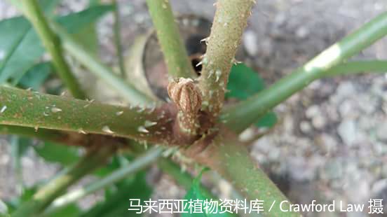 10385-刺通草