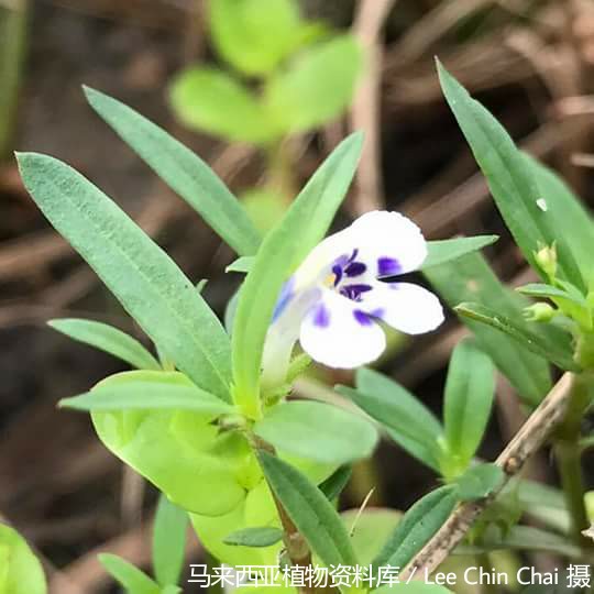 10409-圆叶母草