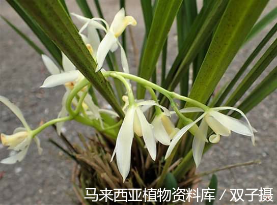 10644-白花凤兰