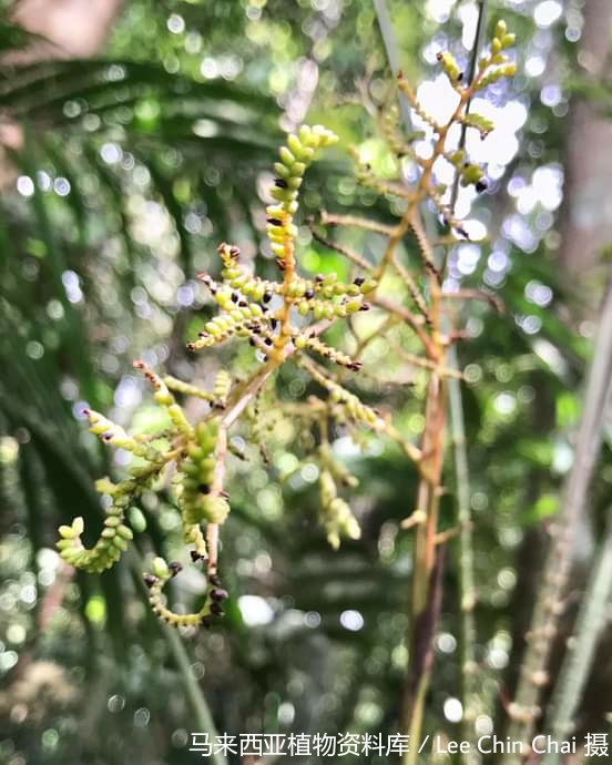 Chechen ayollarining haqiqiy uy qurilishi porno videosi Mushukning yaqindan chiroyli surati