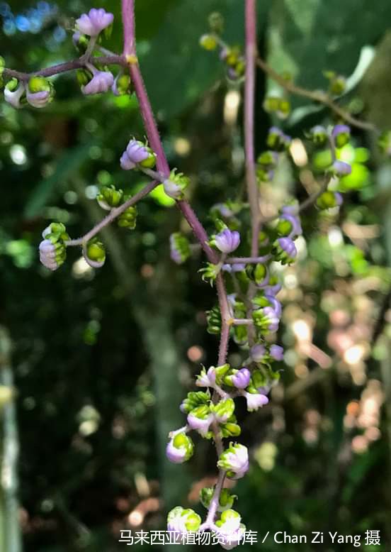 马来西亚植物资料库