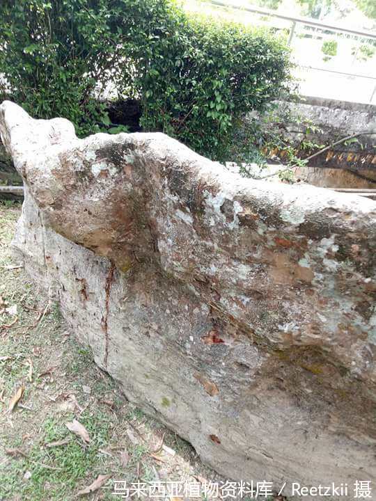 Men yalangoch Nikol Scherzinger pornosini oqidim, nima xohlasangiz.