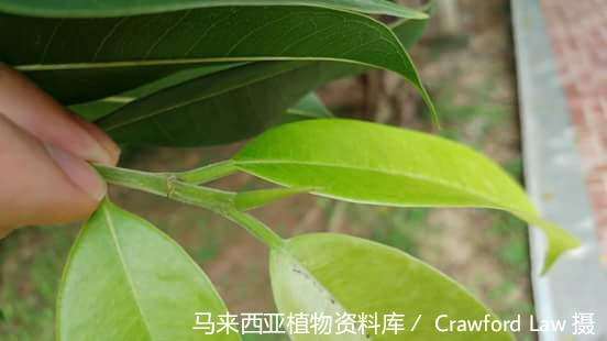 4236-瘤枝榕