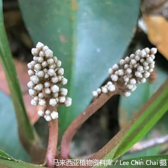 5368-卡琪花蒂玛