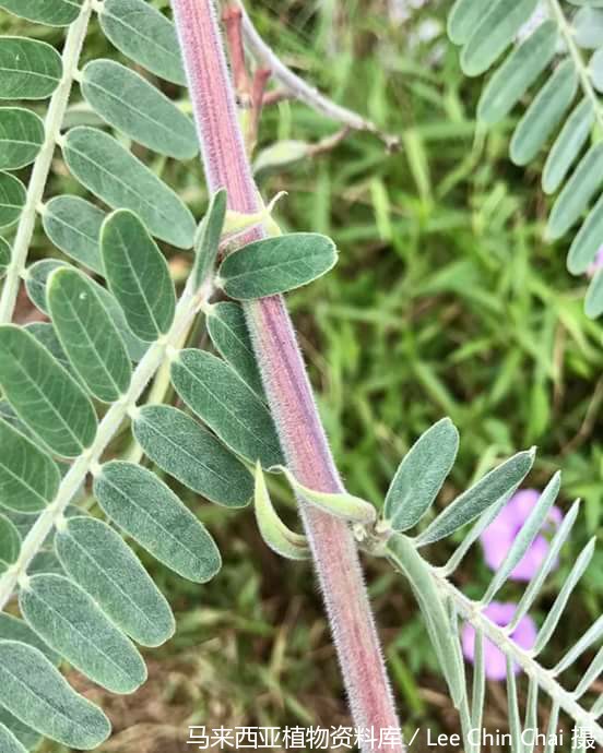 7889-沼生田菁
