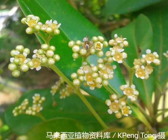 8770-怀特红胶木