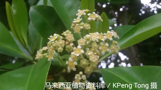 8770-怀特红胶木