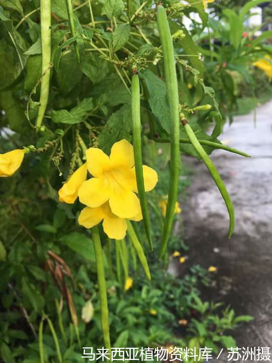 9406-黄钟花